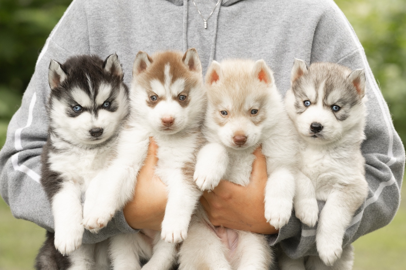 Chiot Siberian Husky Zorsky