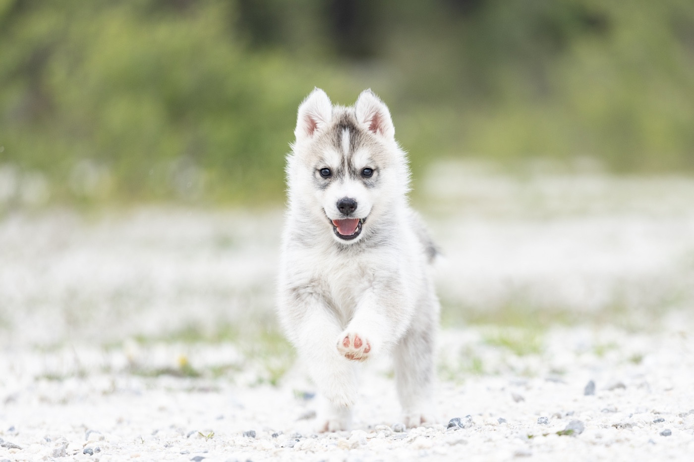 Zorsky - Chiots disponibles - Siberian Husky