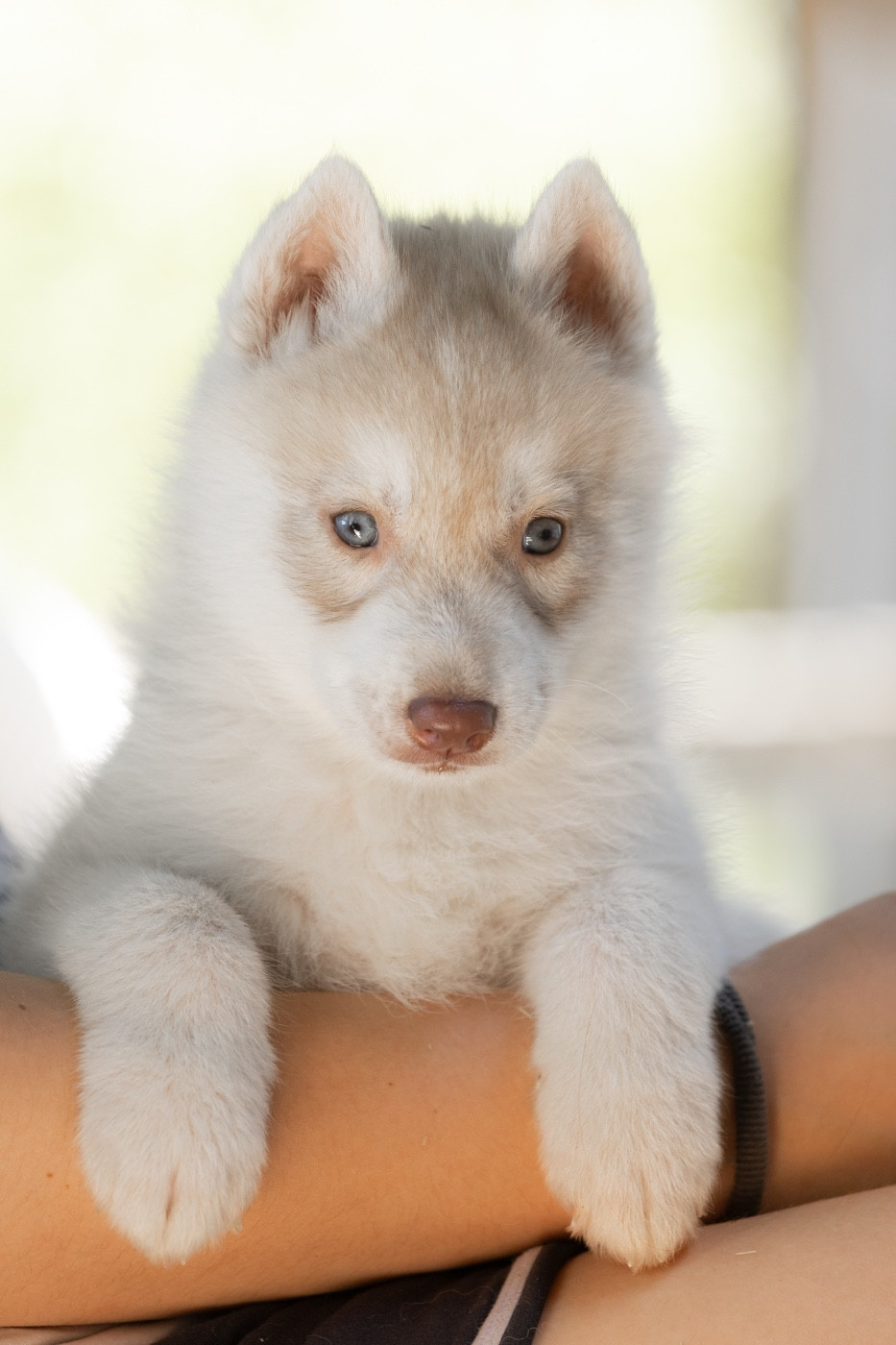 Zorsky - Chiots disponibles - Siberian Husky