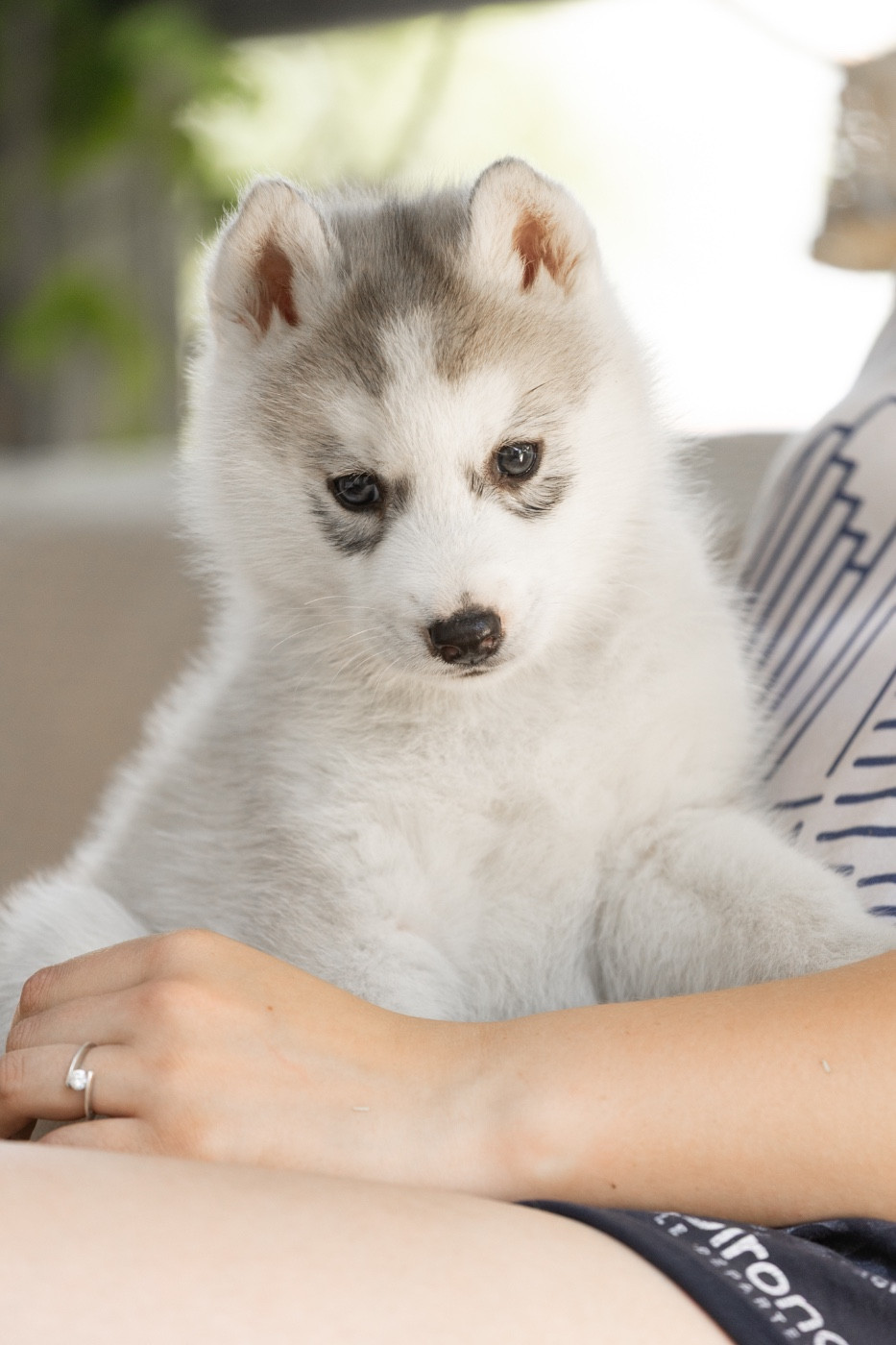 Zorsky - Chiots disponibles - Siberian Husky