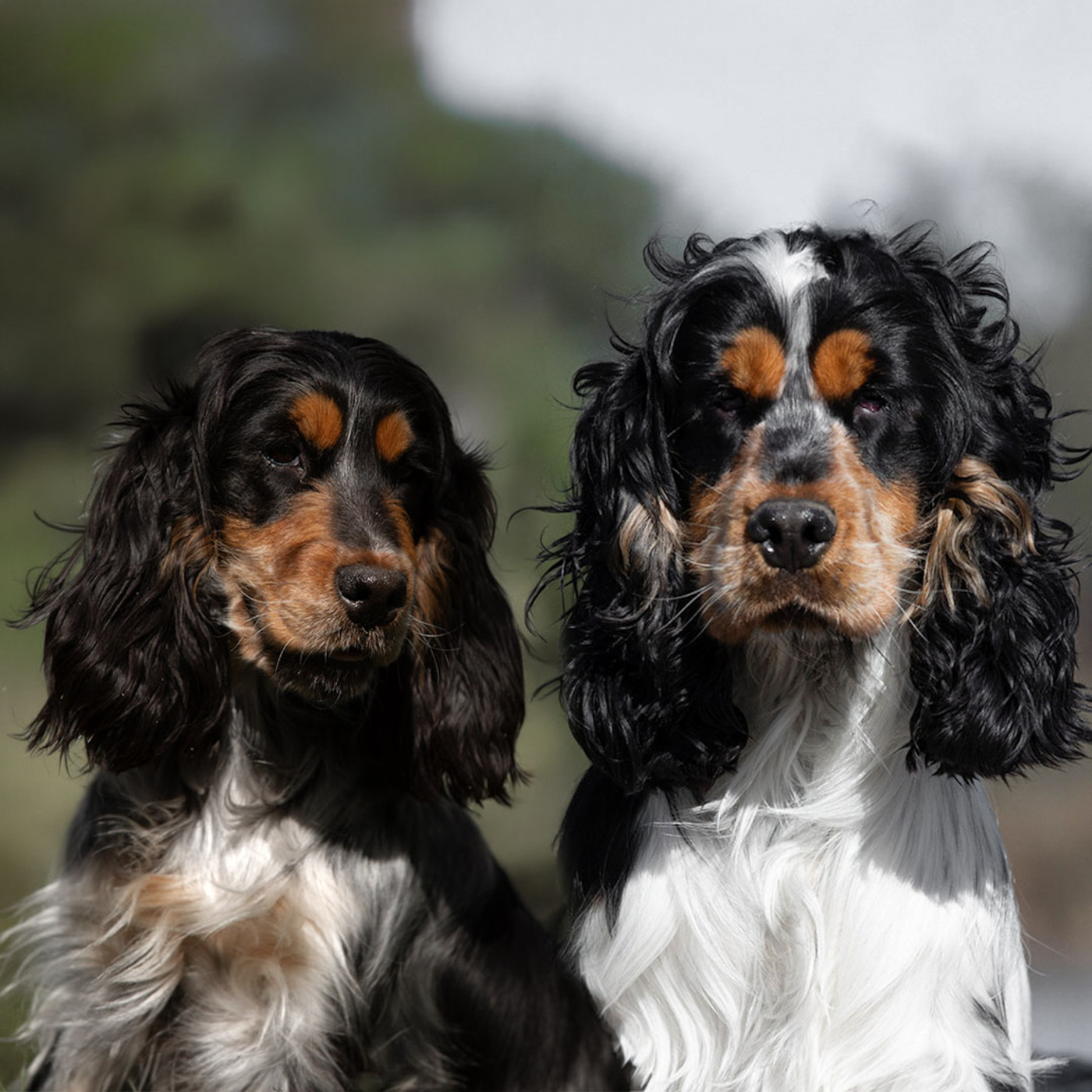 Chiot Cocker Spaniel Anglais Zorsky