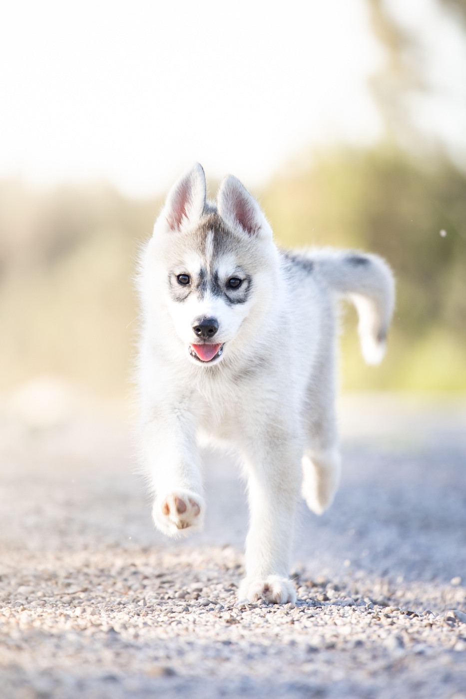 Zorsky - Chiots disponibles - Siberian Husky