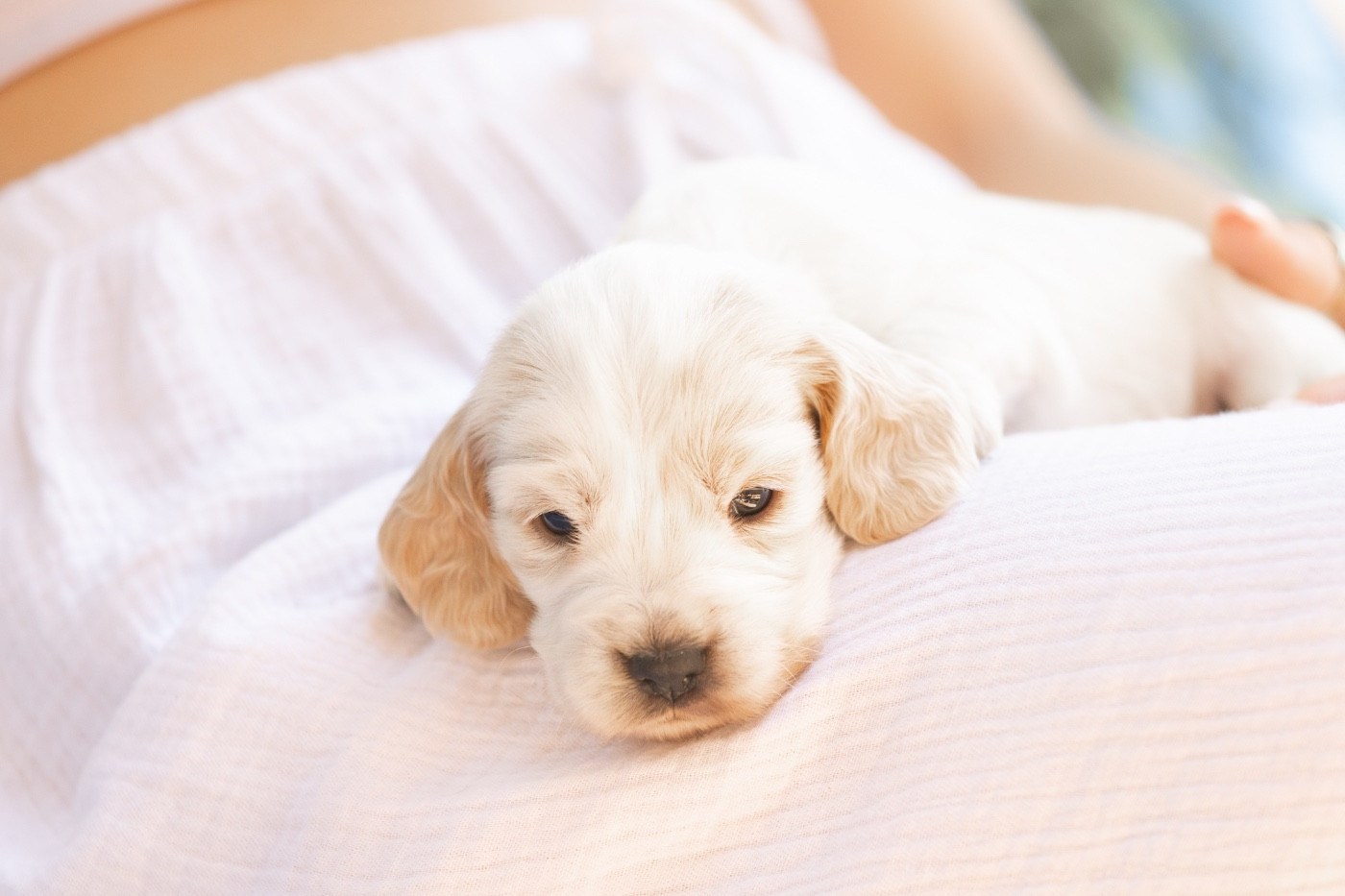 Zorsky - Chiots disponibles - Cocker Spaniel Anglais