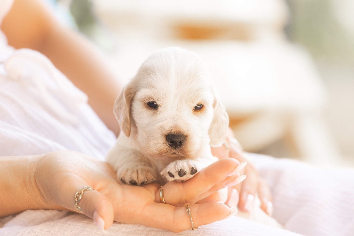 Zorsky - Chiots disponibles - Cocker Spaniel Anglais