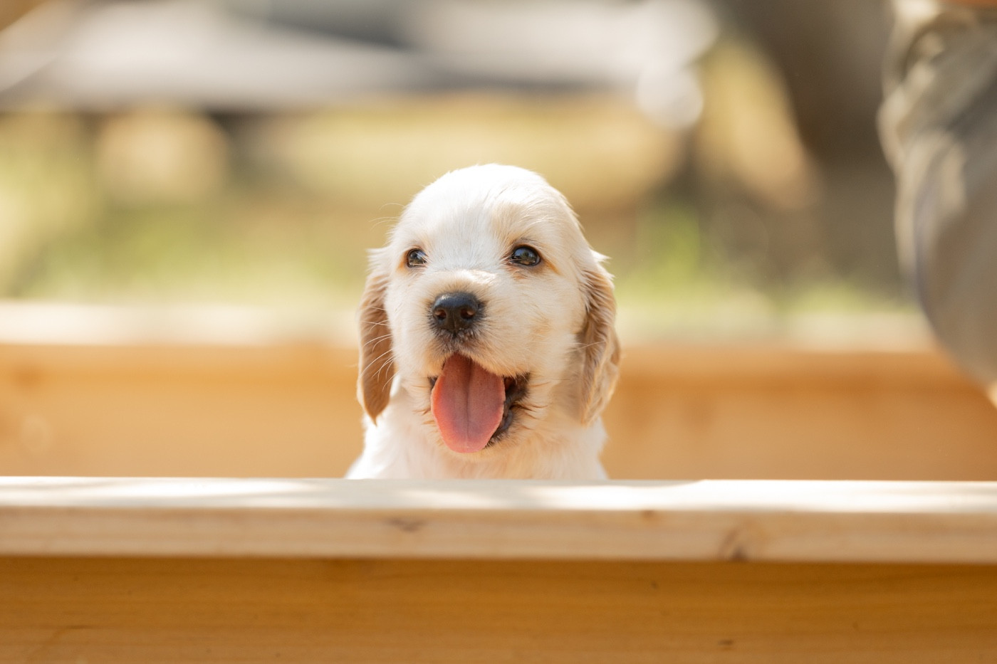 Zorsky - Chiots disponibles - Cocker Spaniel Anglais