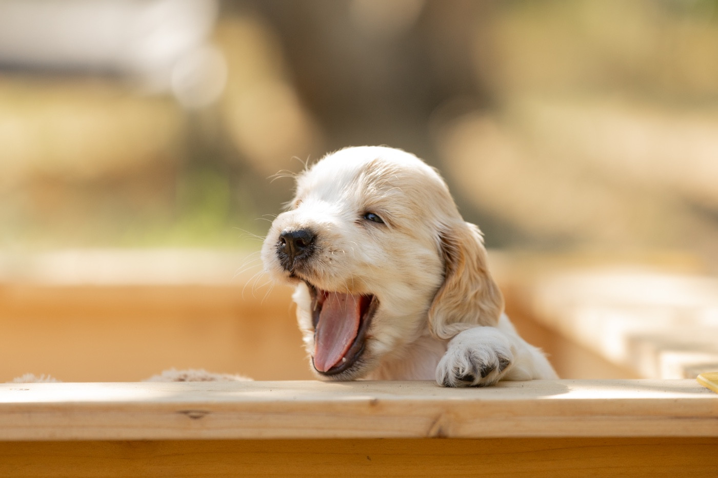 Zorsky - Chiots disponibles - Cocker Spaniel Anglais