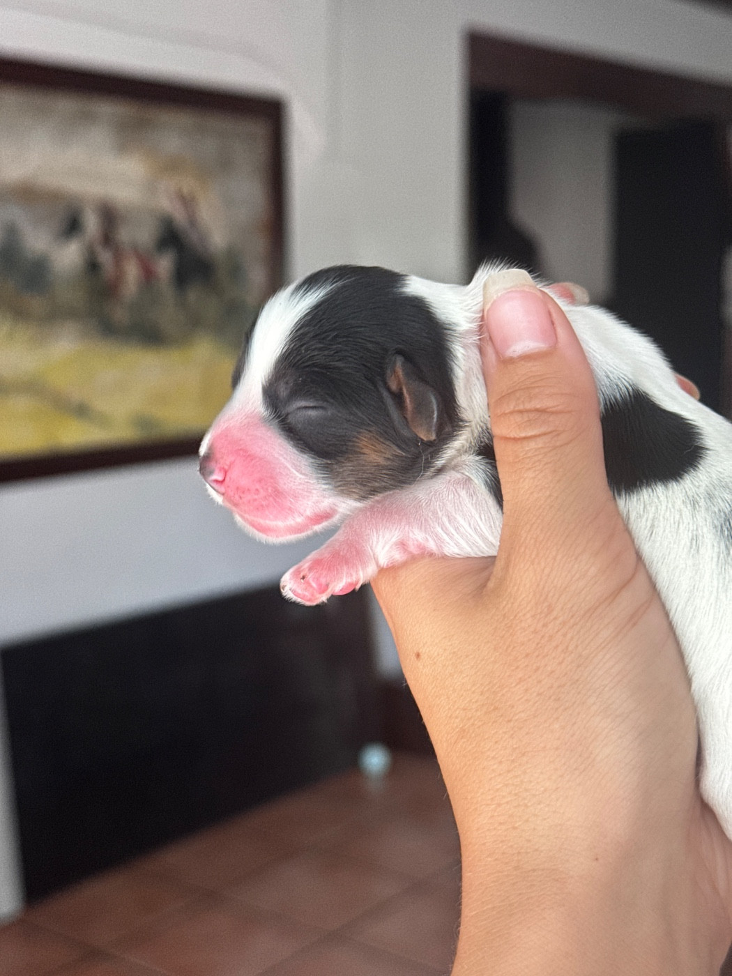Zorsky - Chiots disponibles - Cocker Spaniel Anglais