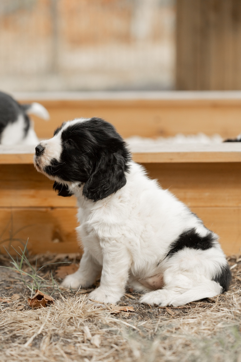 Zorsky - Chiots disponibles - Cocker Spaniel Anglais
