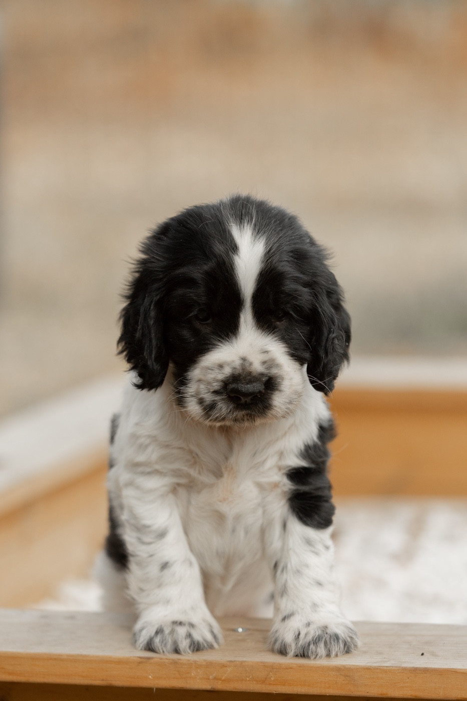 Zorsky - Chiots disponibles - Cocker Spaniel Anglais