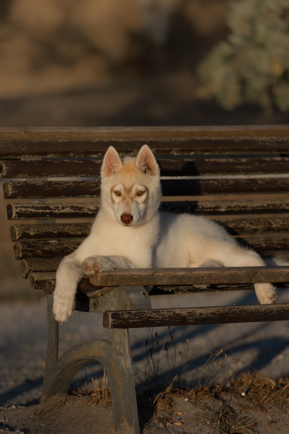 Zorsky - Chiots disponibles - Siberian Husky