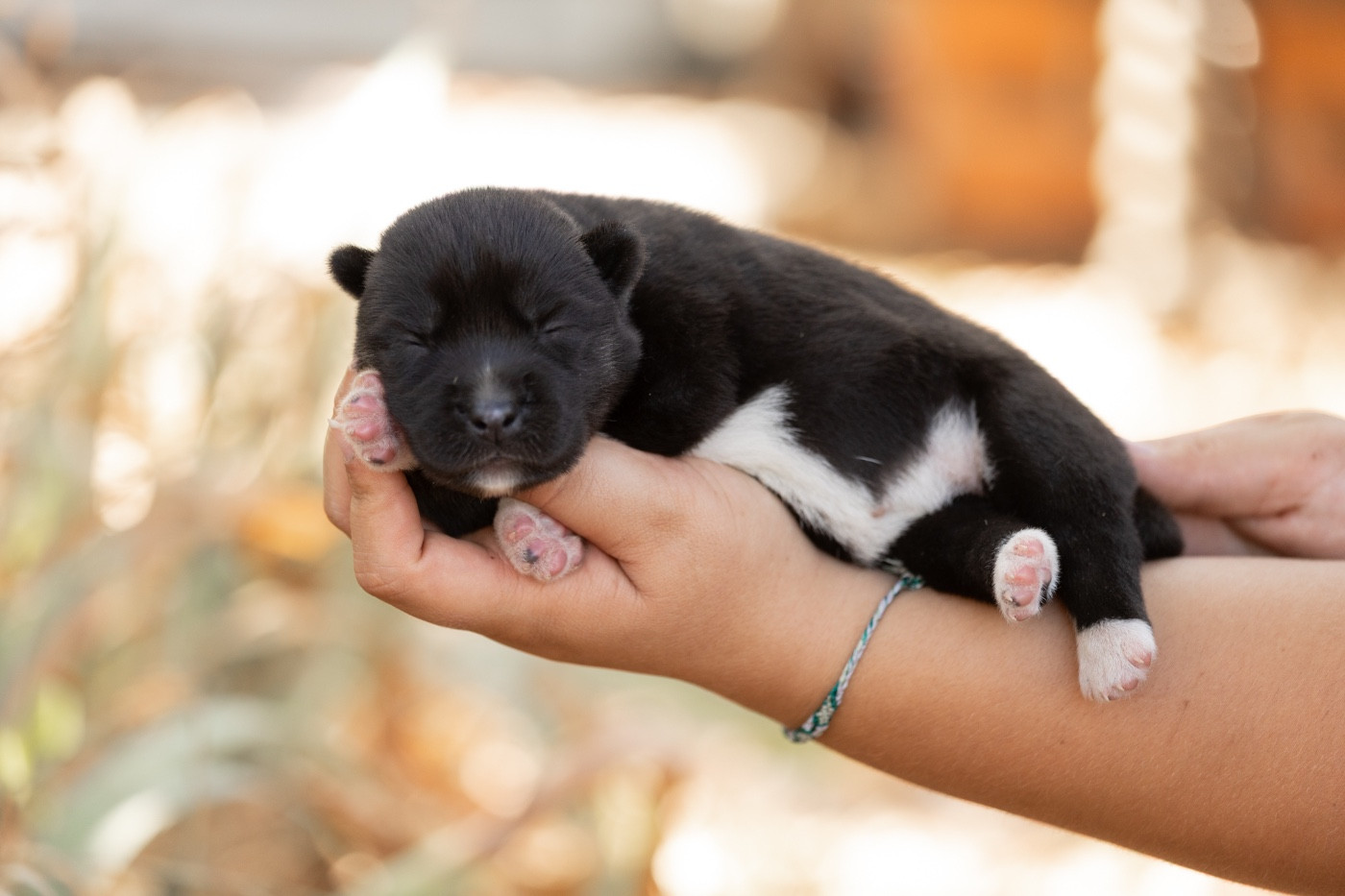 Zorsky - Chiots disponibles - Siberian Husky