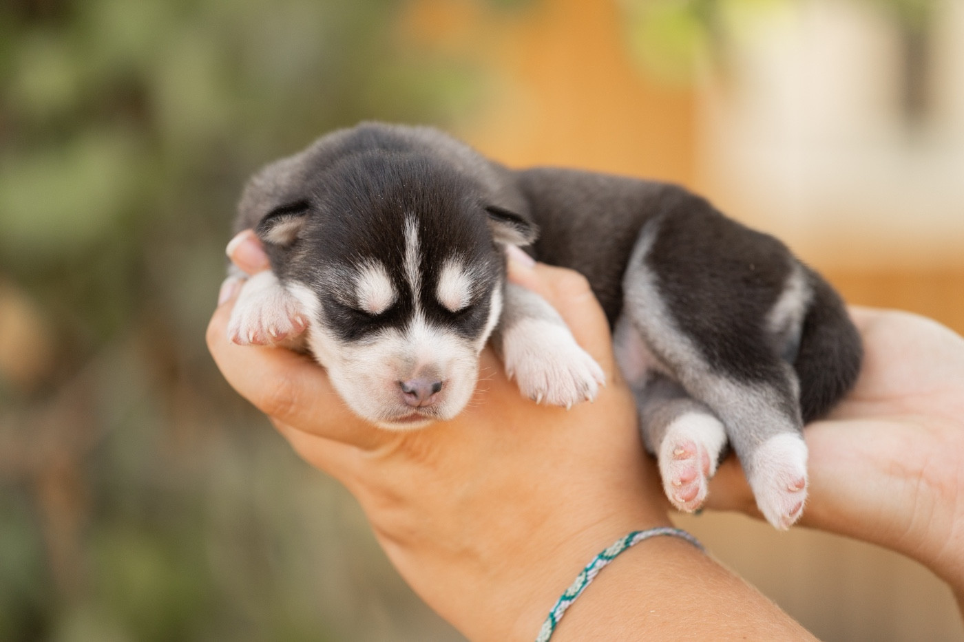 Zorsky - Chiots disponibles - Siberian Husky