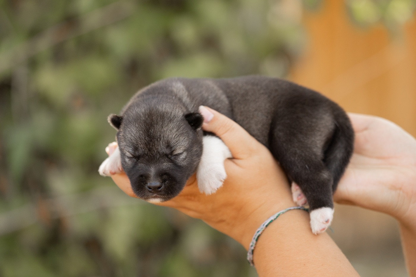 Zorsky - Chiots disponibles - Siberian Husky