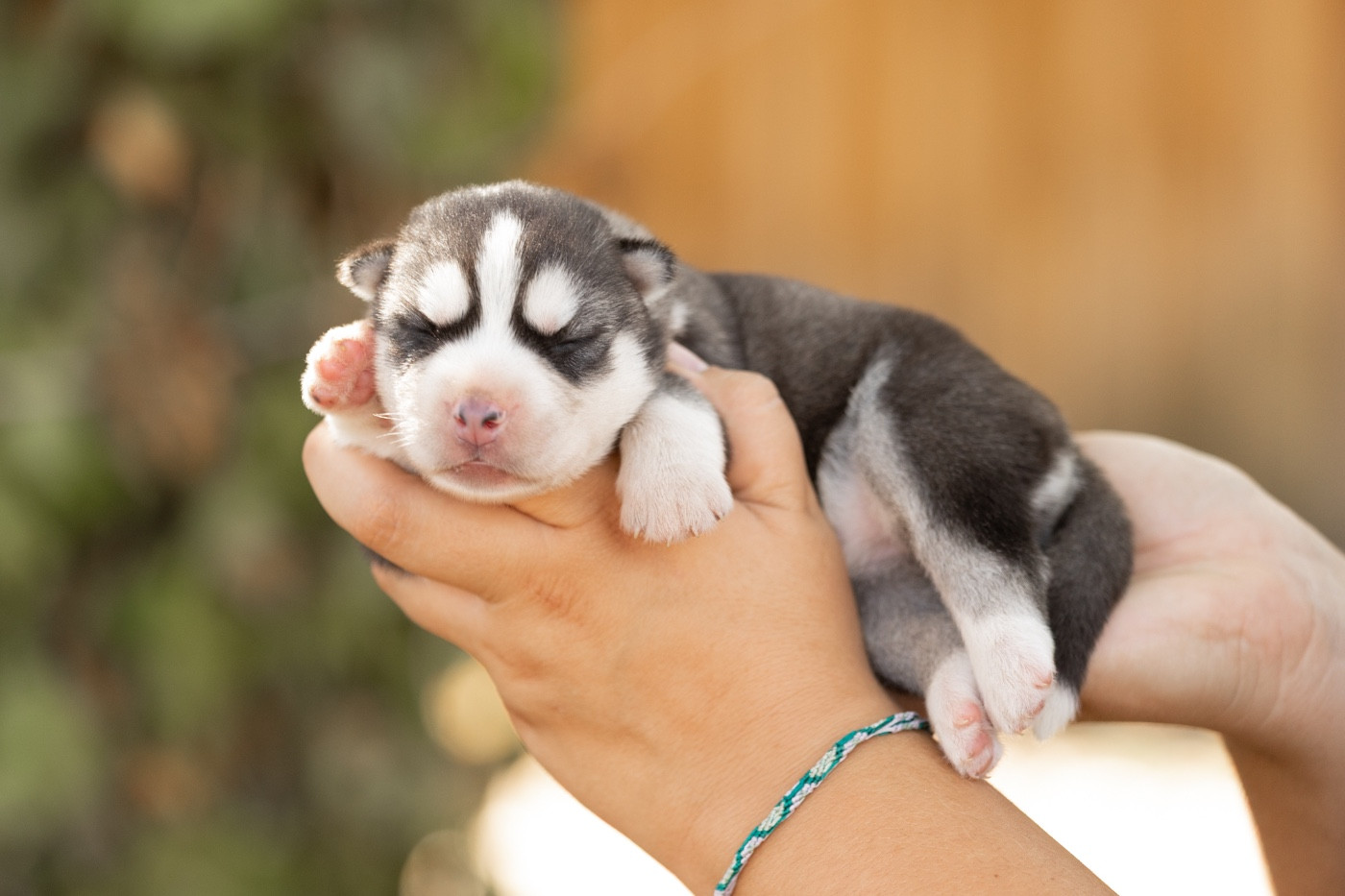 Zorsky - Chiots disponibles - Siberian Husky