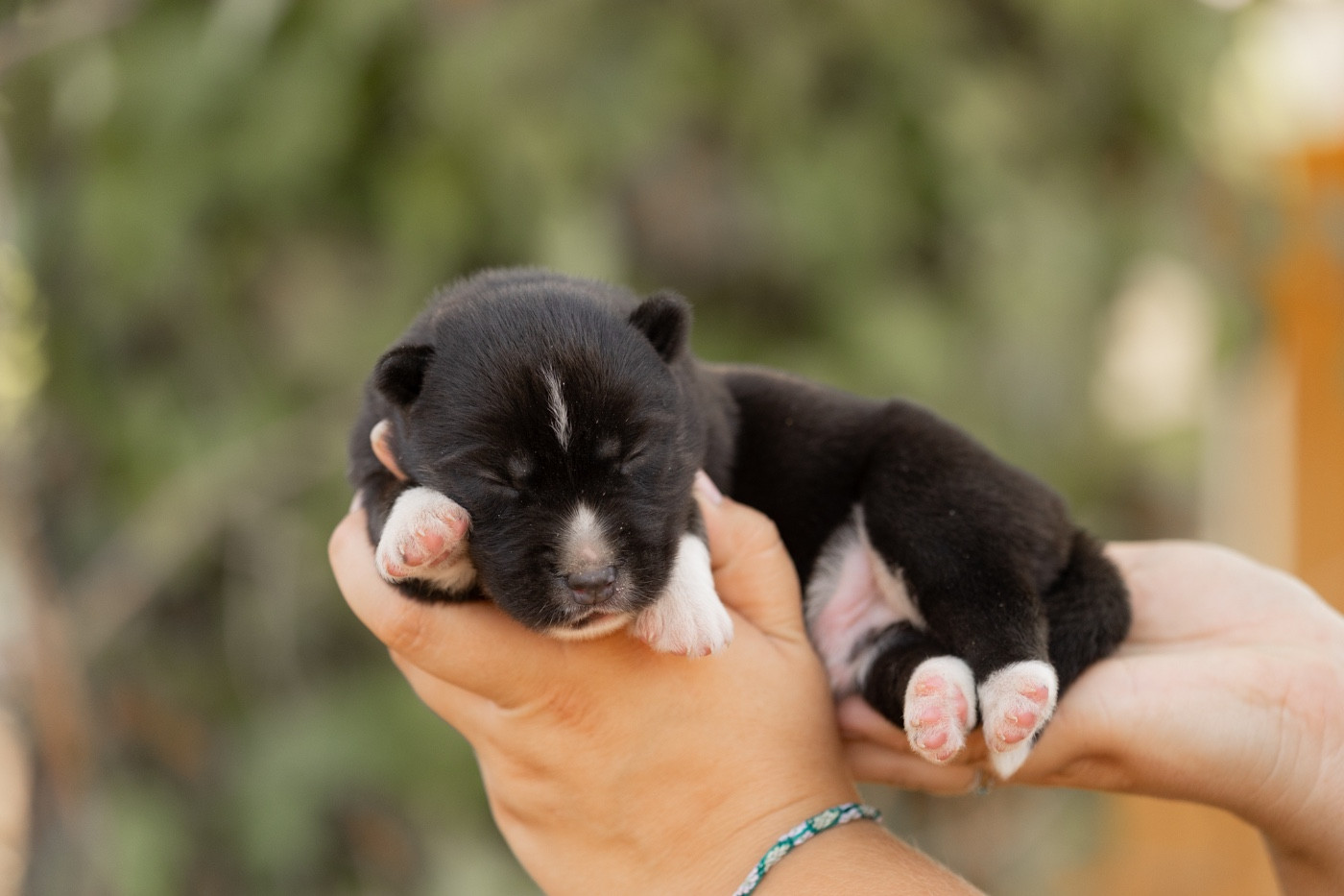 Zorsky - Chiots disponibles - Siberian Husky