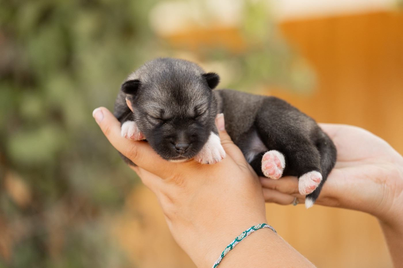 Zorsky - Chiots disponibles - Siberian Husky