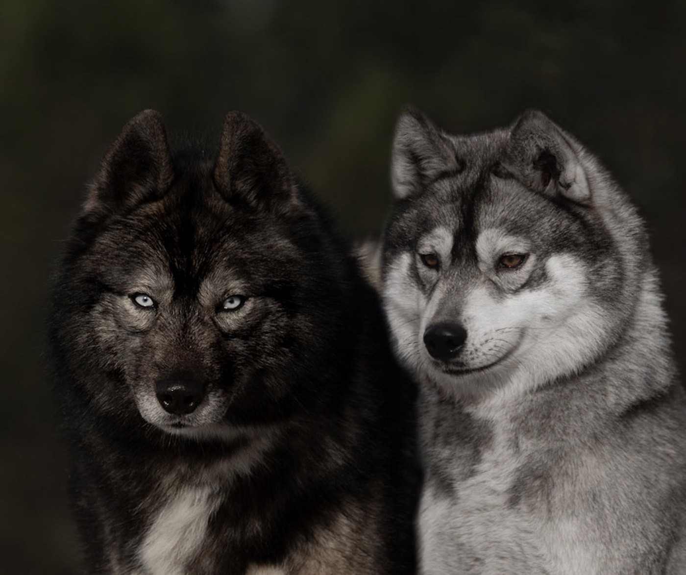 Chiot Siberian Husky Zorsky