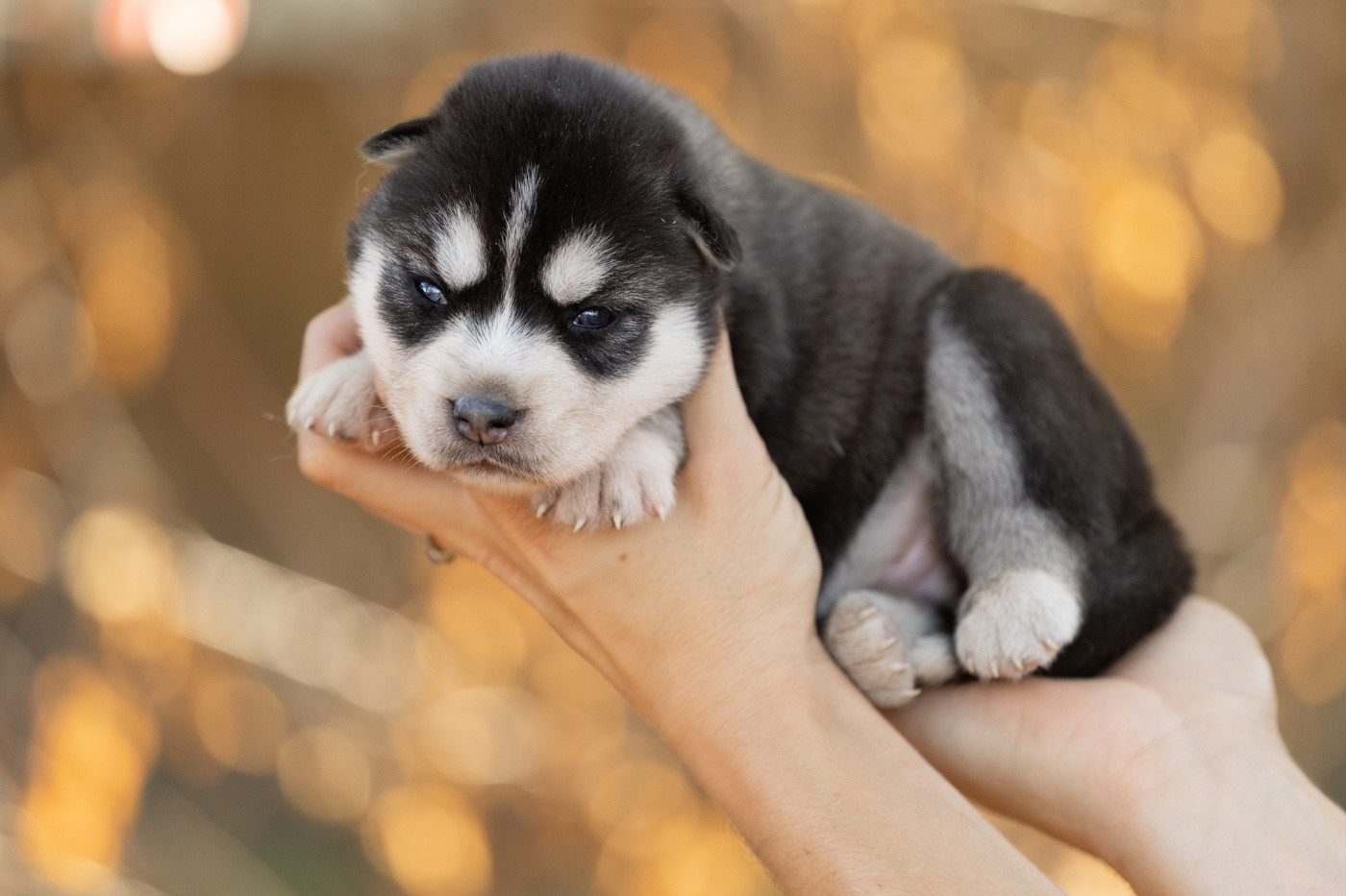 Zorsky - Chiots disponibles - Siberian Husky