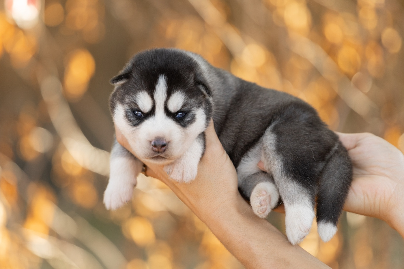 Zorsky - Chiots disponibles - Siberian Husky