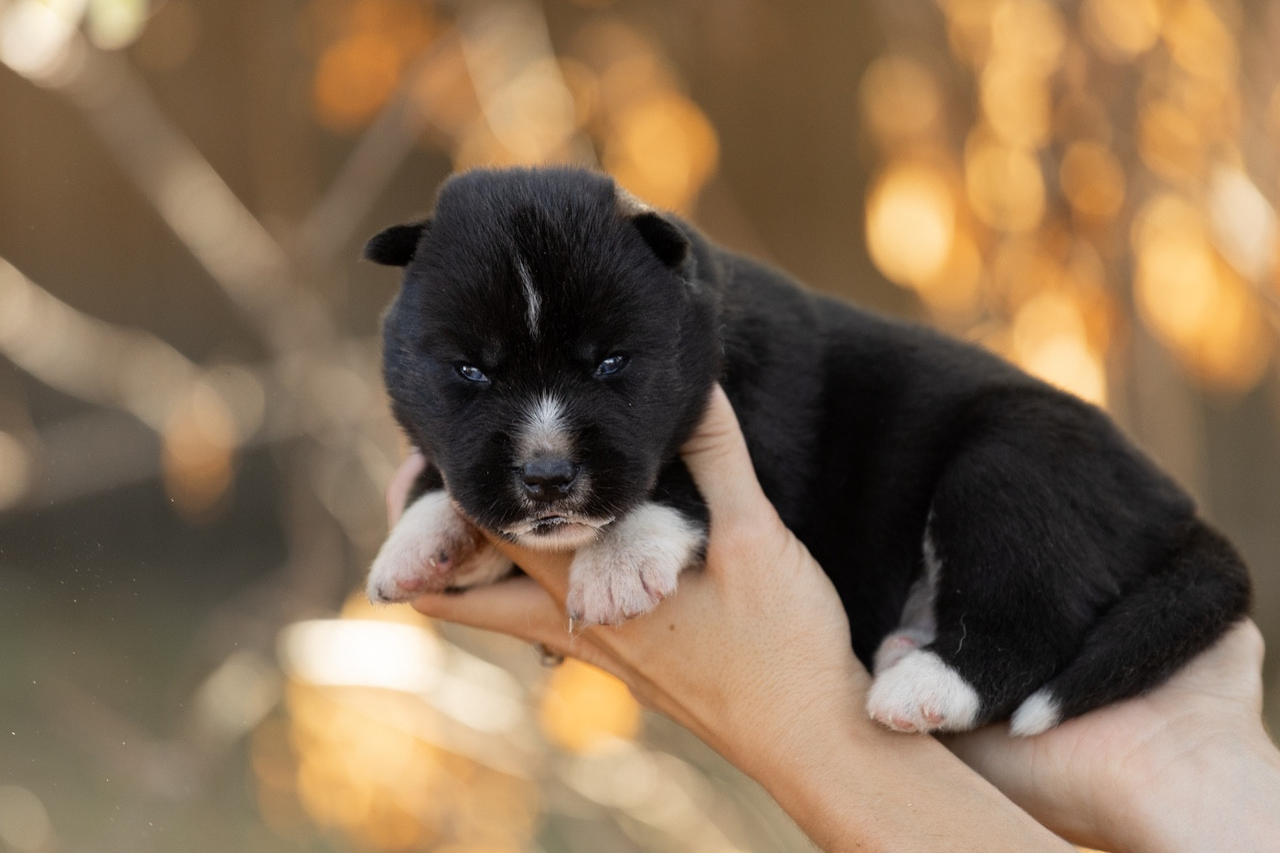 Zorsky - Chiots disponibles - Siberian Husky