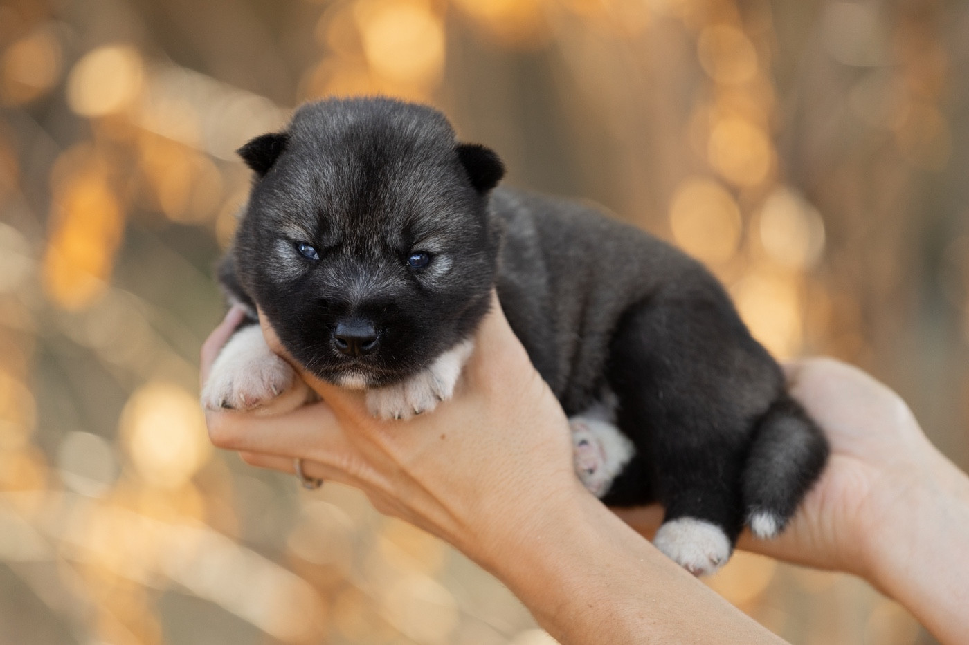 Zorsky - Chiots disponibles - Siberian Husky