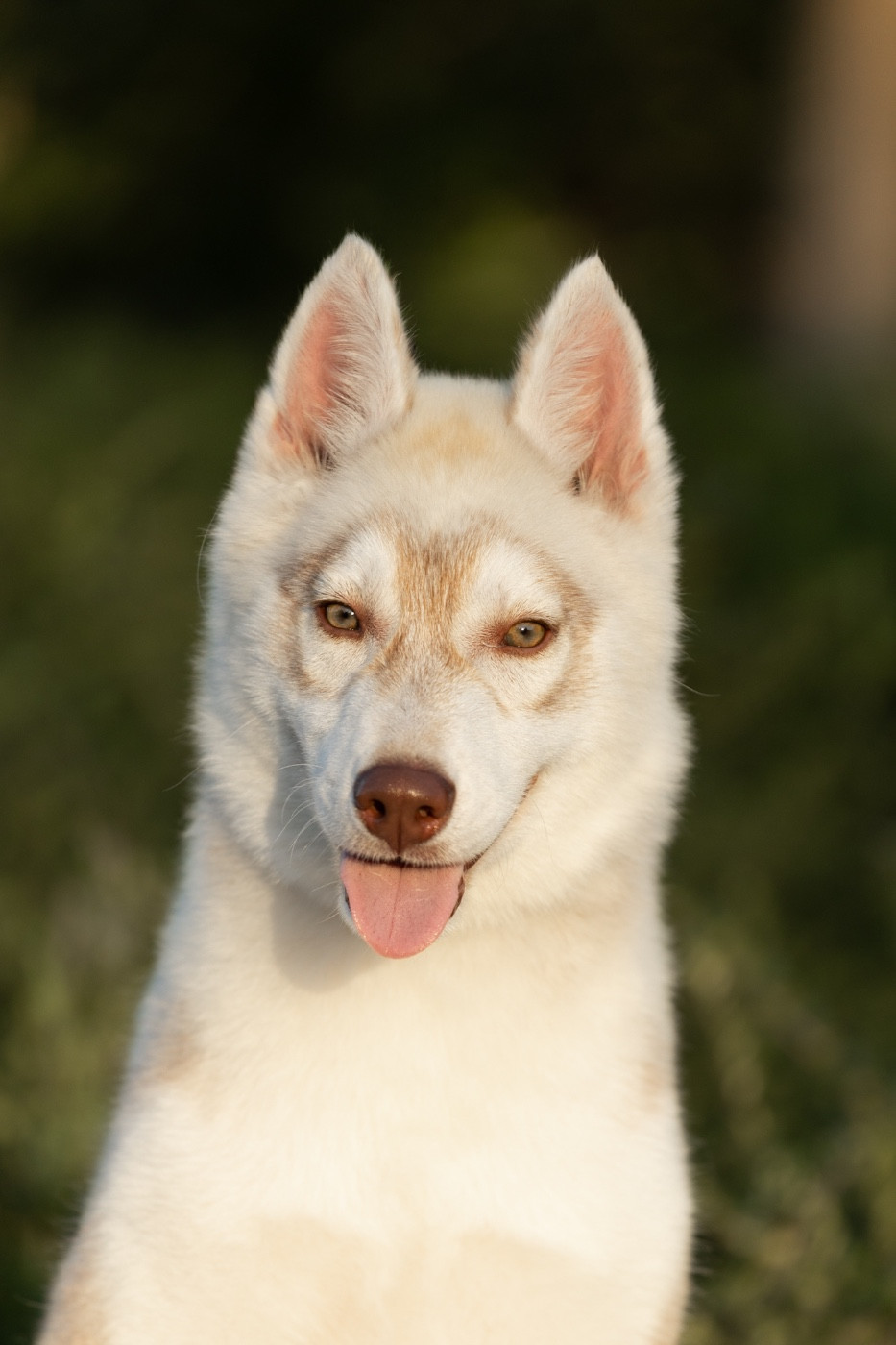 Zorsky - Chiots disponibles - Siberian Husky