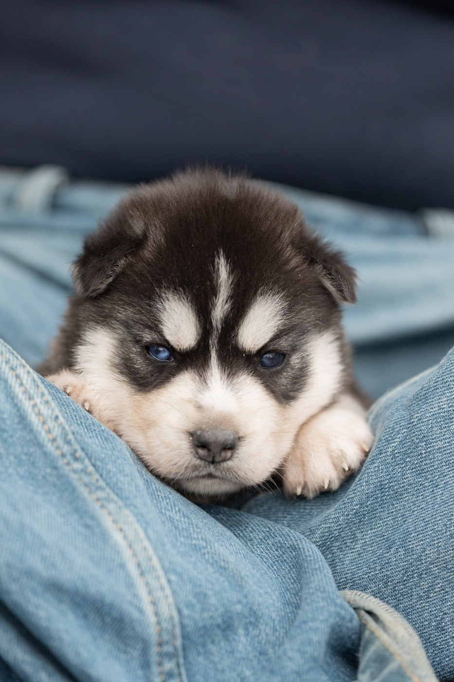 Zorsky - Chiots disponibles - Siberian Husky