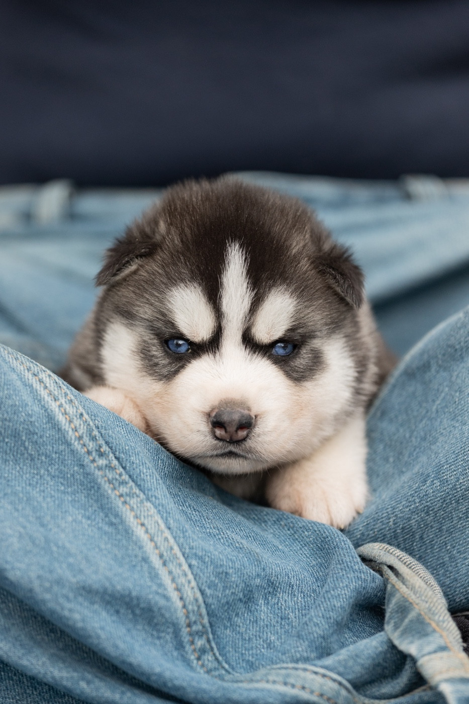 Zorsky - Chiots disponibles - Siberian Husky