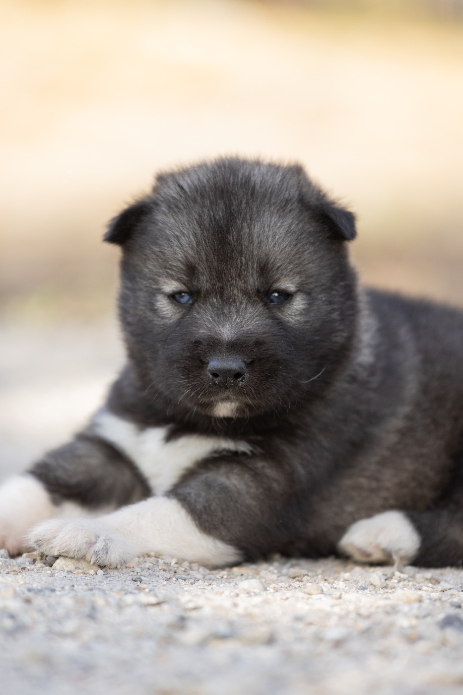 Zorsky - Chiots disponibles - Siberian Husky