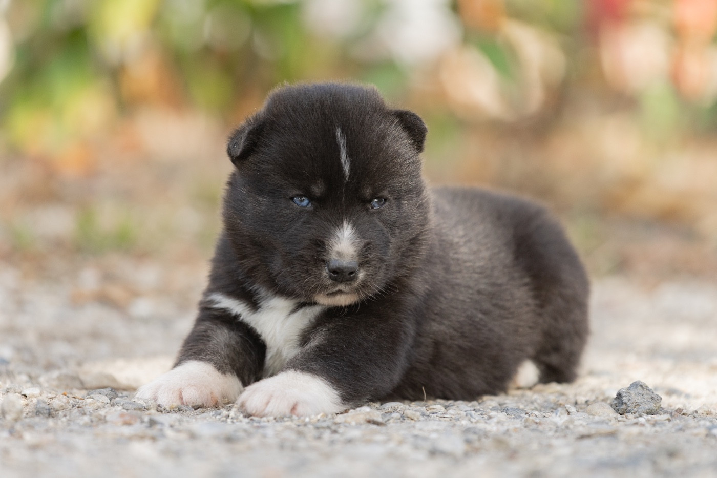 Zorsky - Chiots disponibles - Siberian Husky