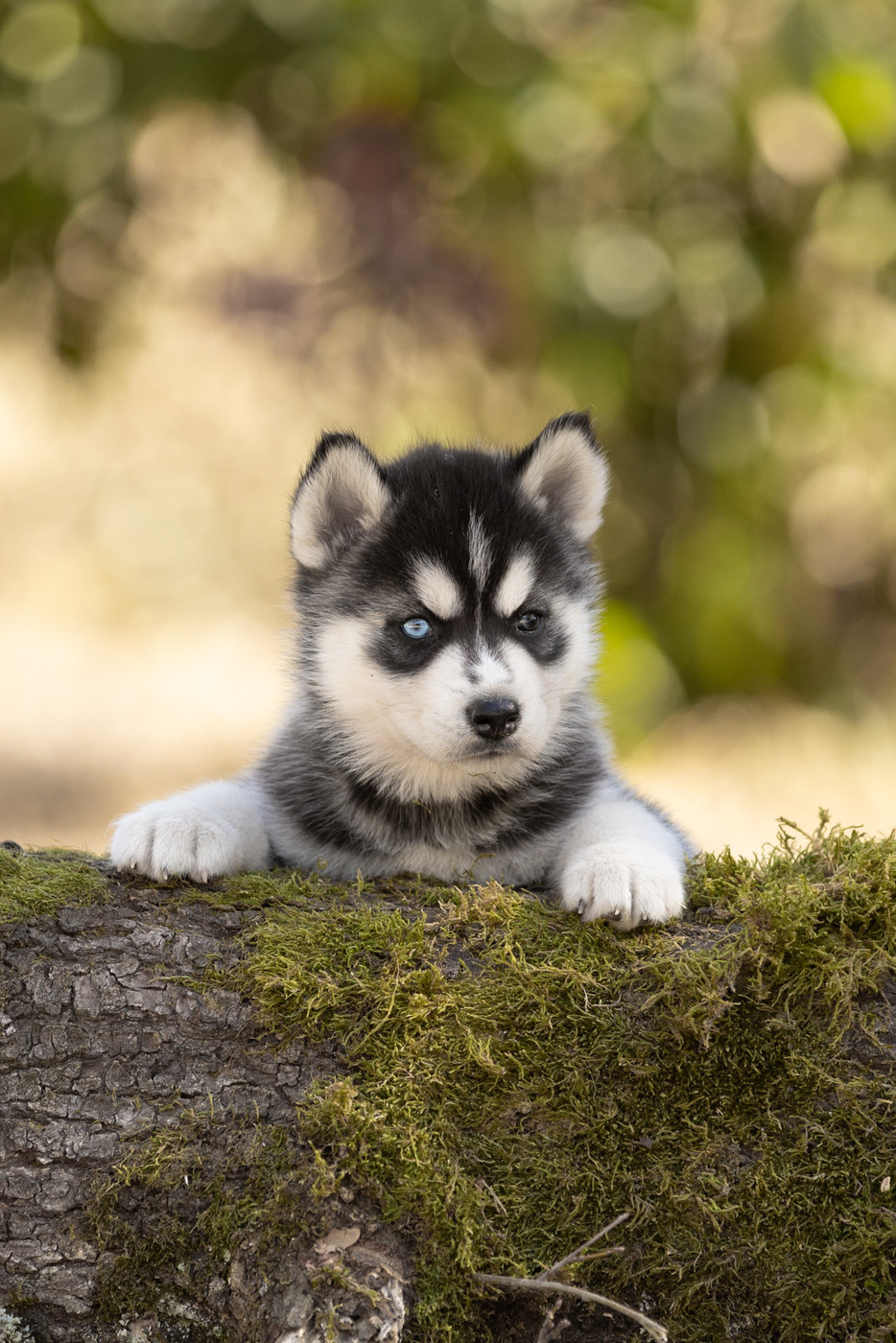 Zorsky - Chiots disponibles - Siberian Husky