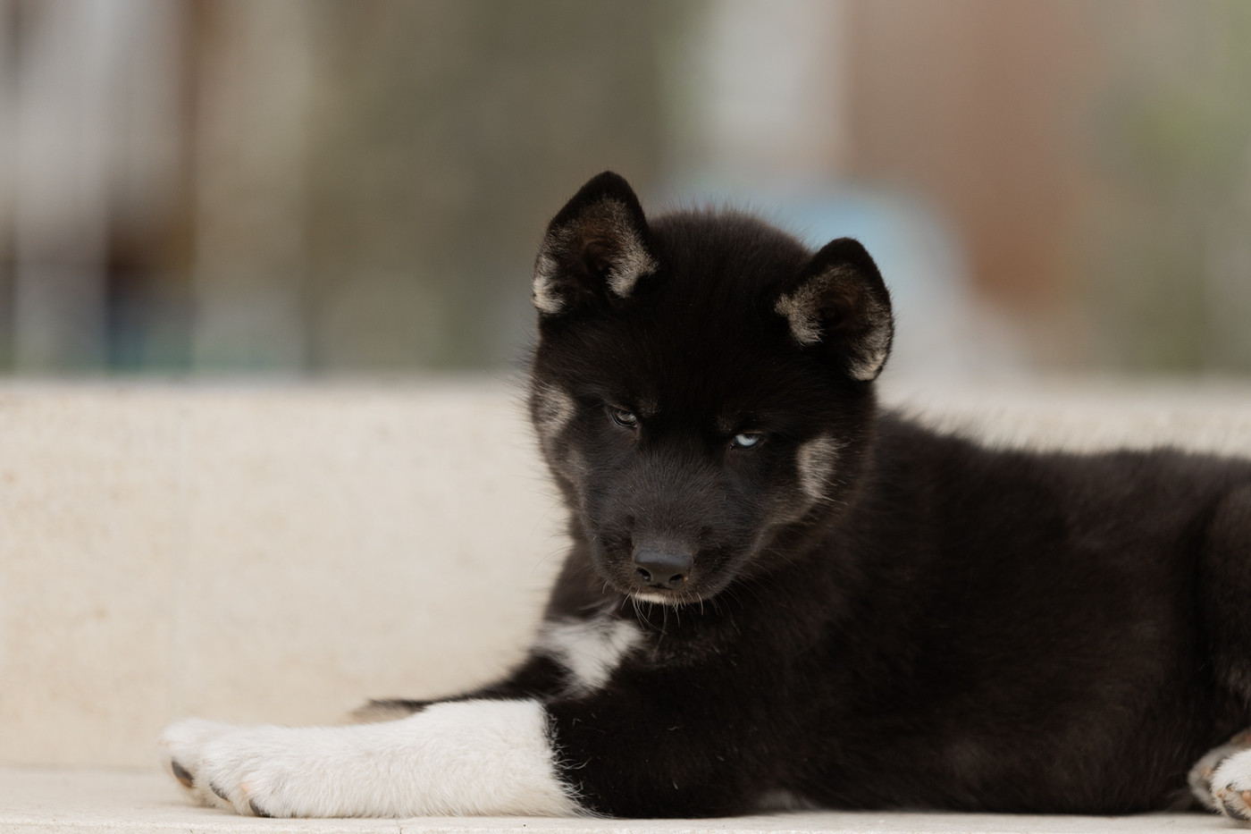 Zorsky - Chiots disponibles - Siberian Husky