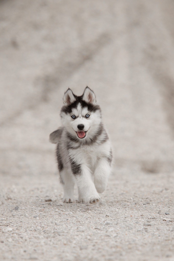 Zorsky - Chiots disponibles - Siberian Husky