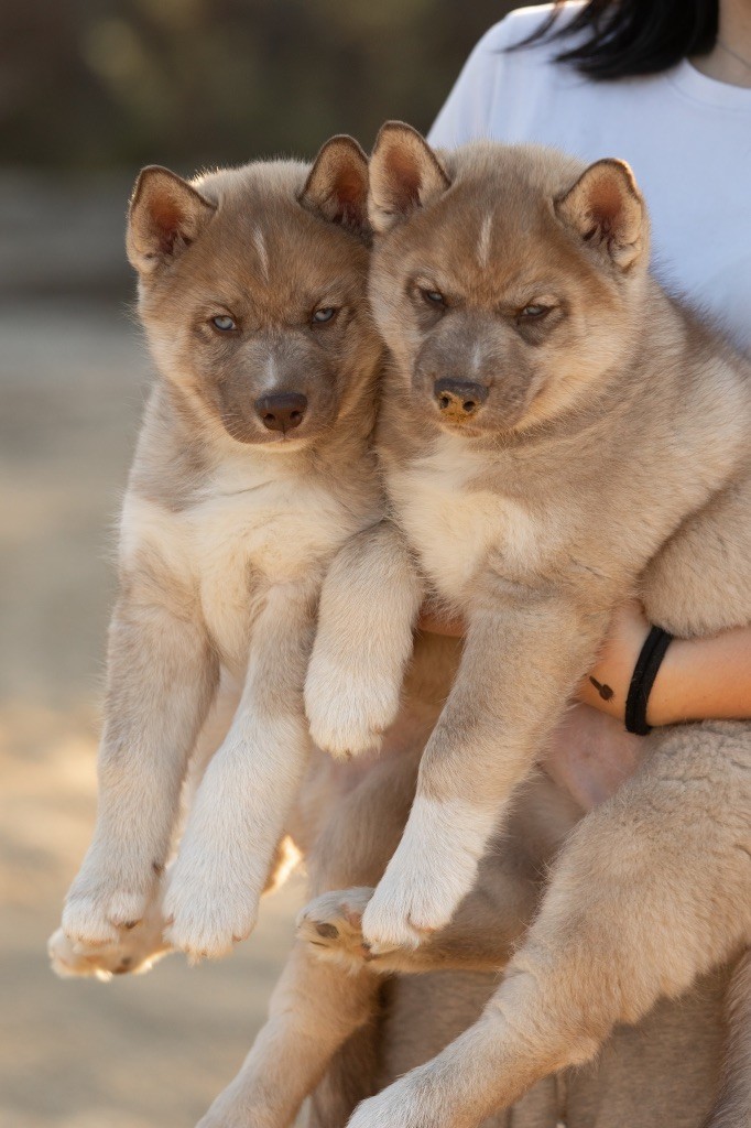 Zorsky - Siberian Husky - Portée née le 24/08/2025