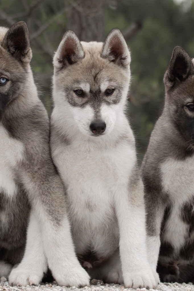 Zorsky - Chiots disponibles - Siberian Husky