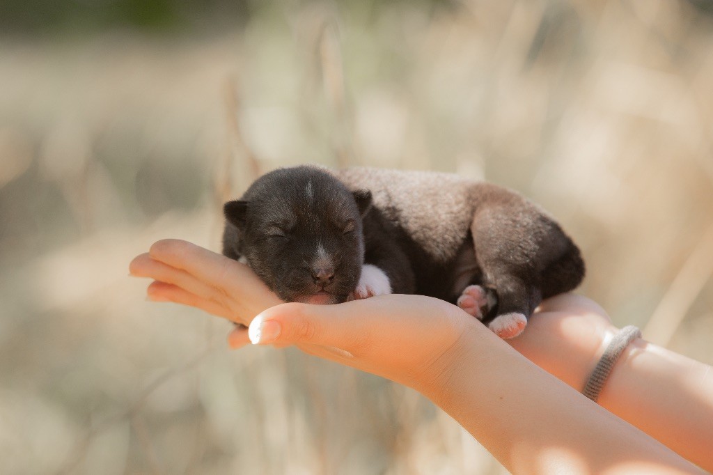 Zorsky - Chiots disponibles - Siberian Husky