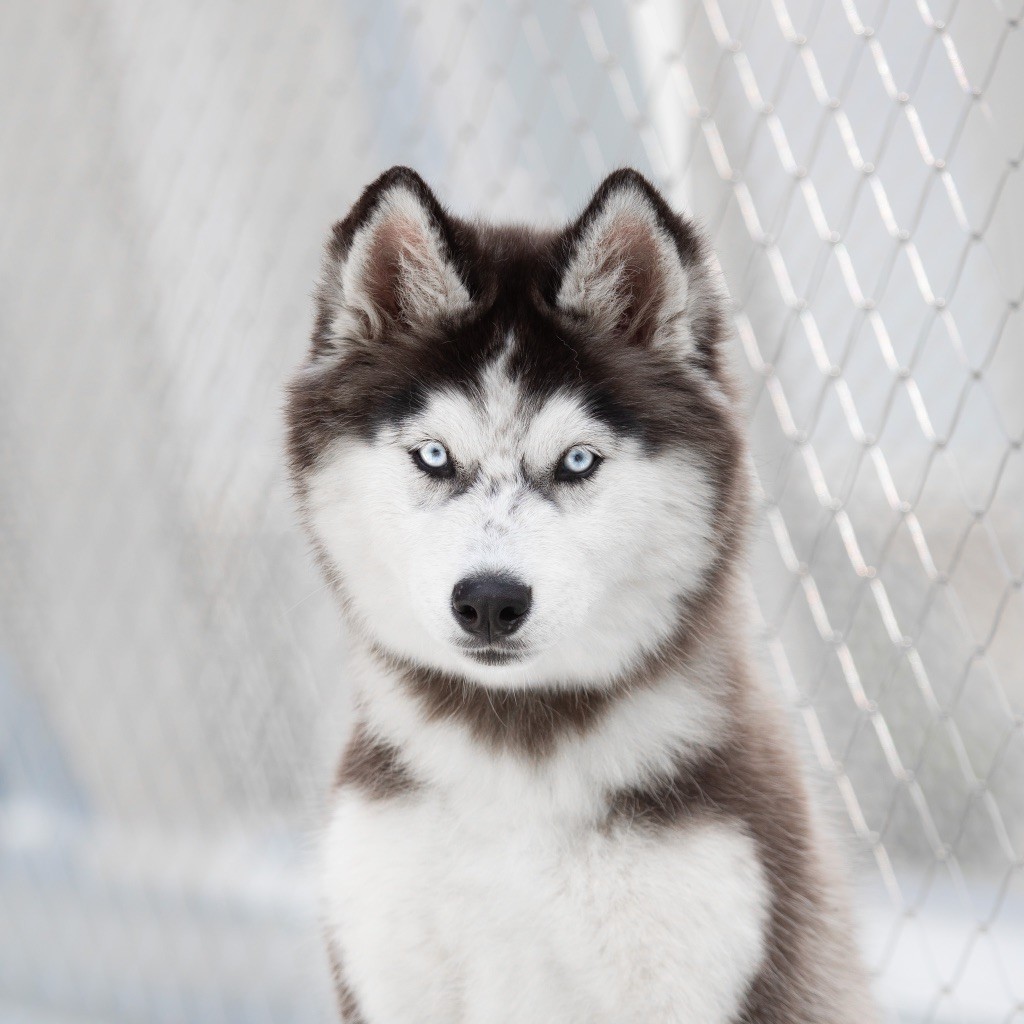Zorsky - Chiots disponibles - Siberian Husky