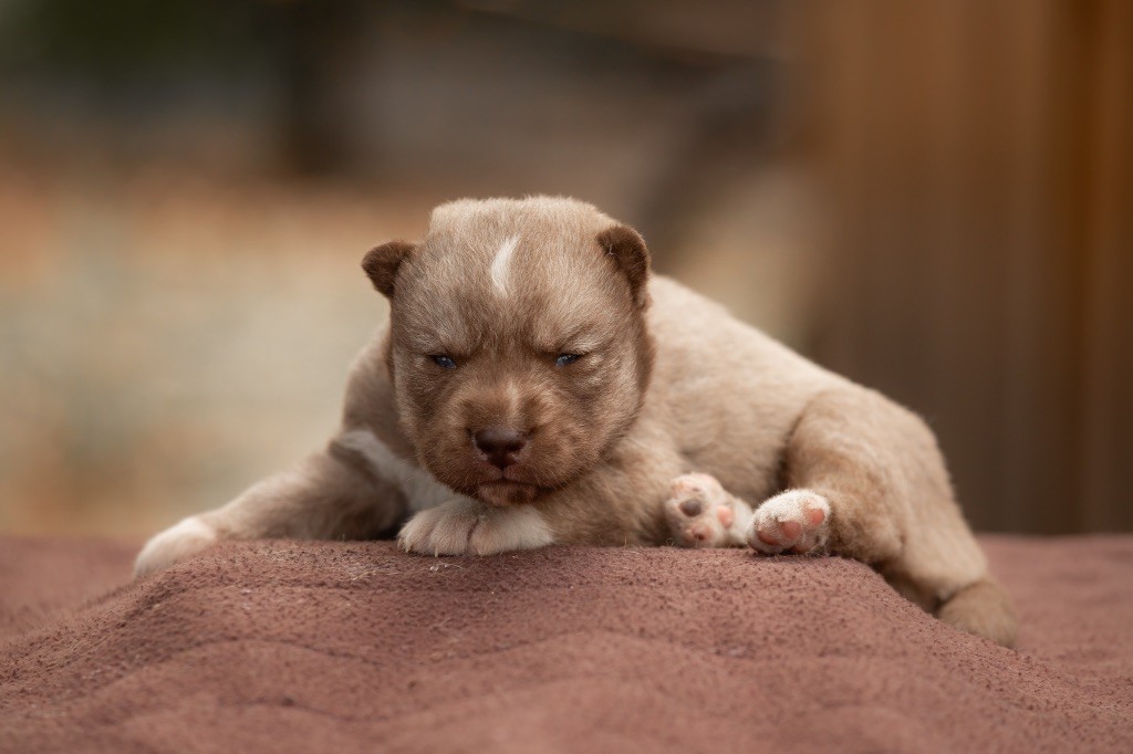 Zorsky - Chiots disponibles - Siberian Husky