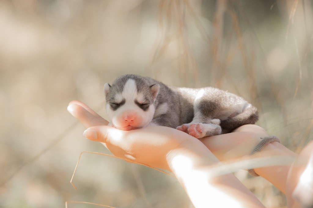 Zorsky - Chiots disponibles - Siberian Husky
