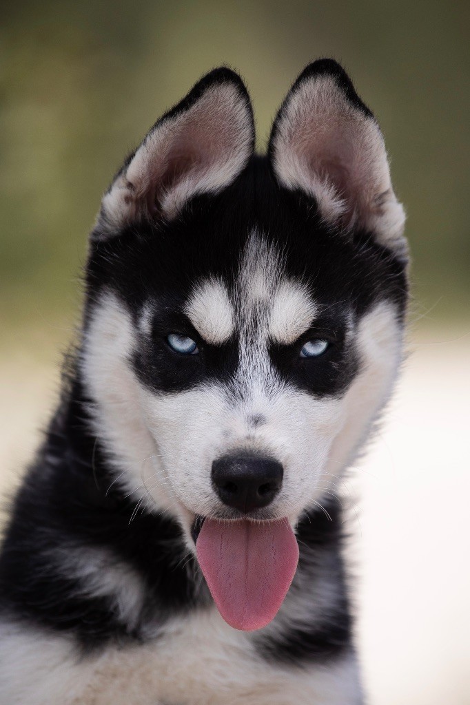 Zorsky - Chiots disponibles - Siberian Husky
