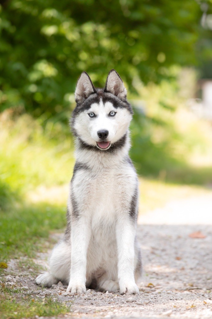 Zorsky - Chiots disponibles - Siberian Husky
