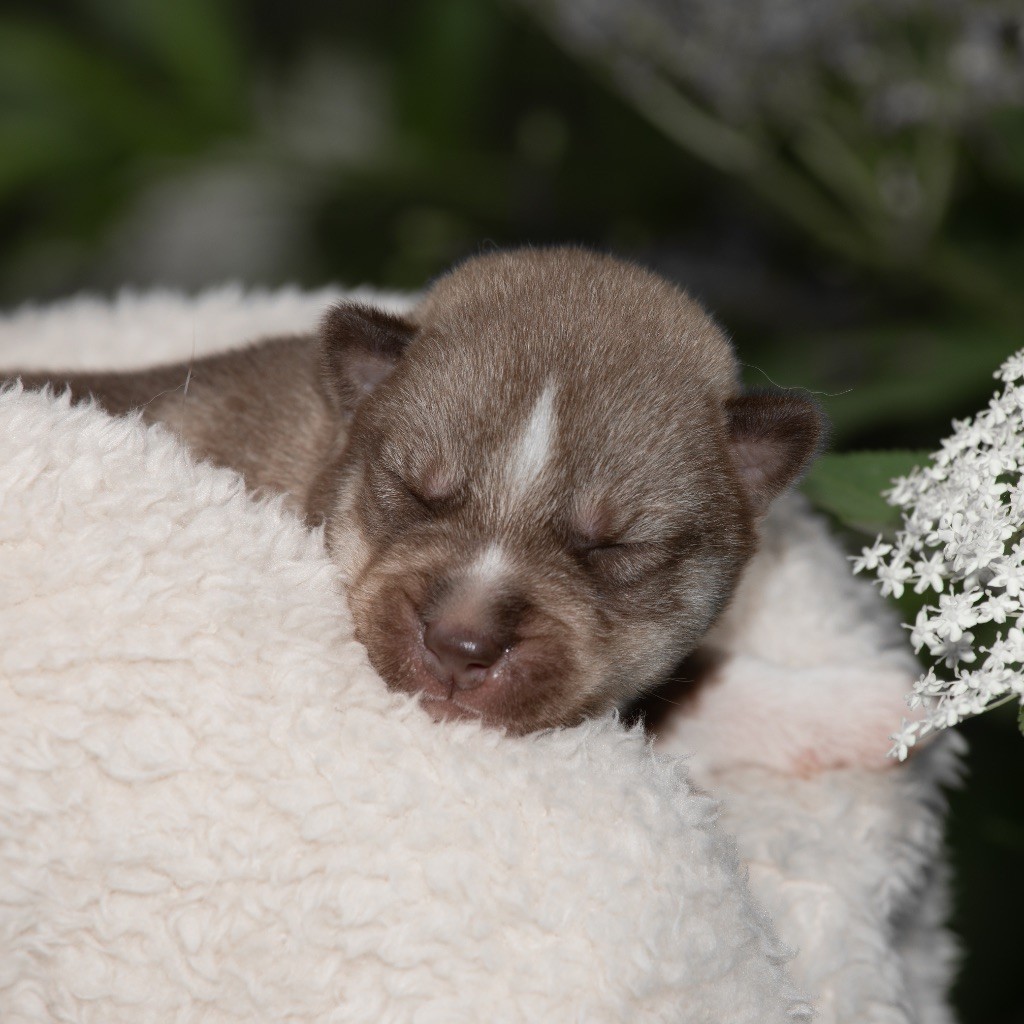 Zorsky - Chiots disponibles - Siberian Husky
