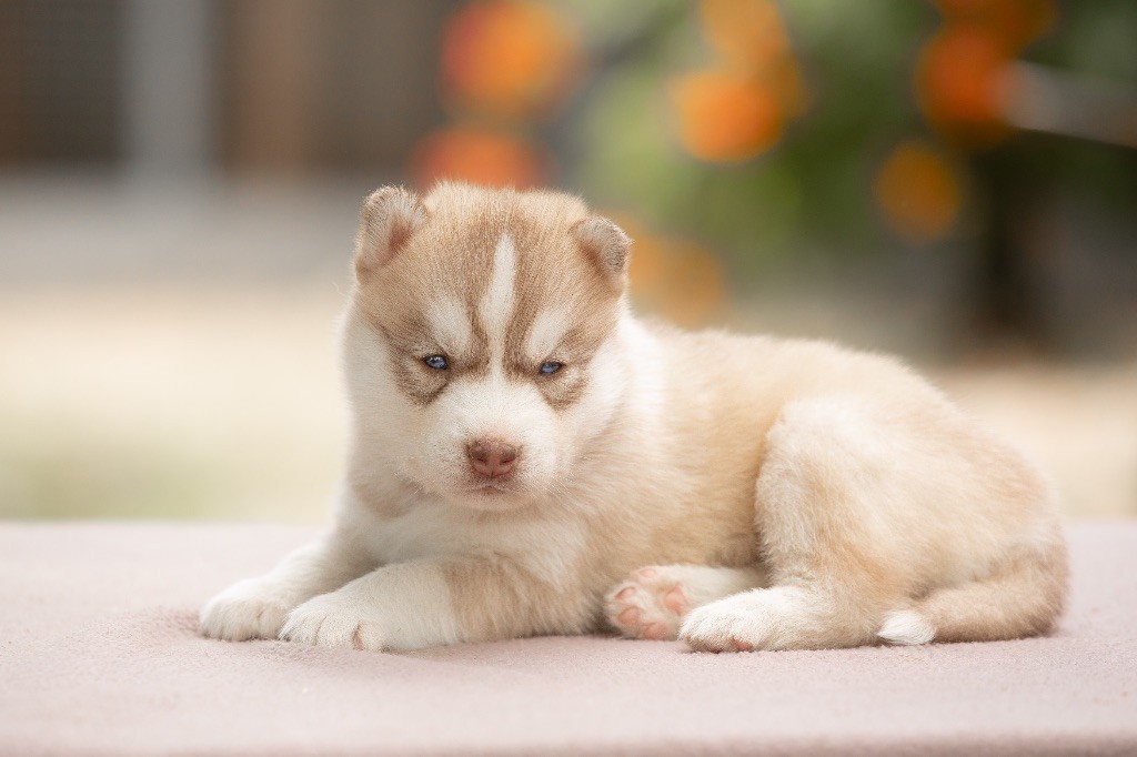 Zorsky - Chiots disponibles - Siberian Husky