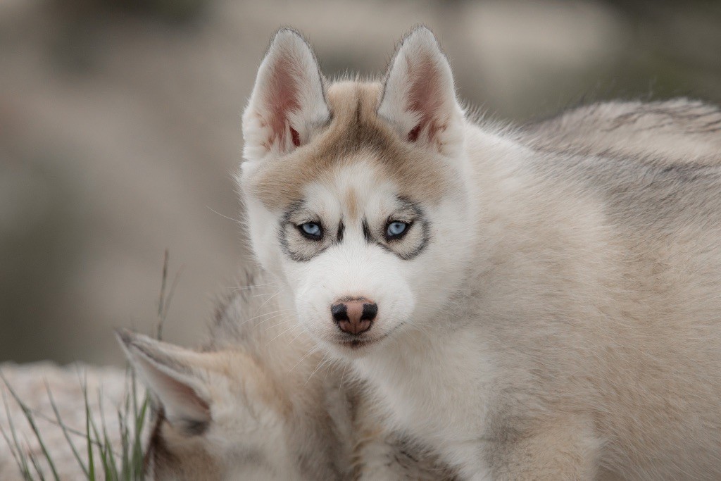 Zorsky - Chiots disponibles - Siberian Husky