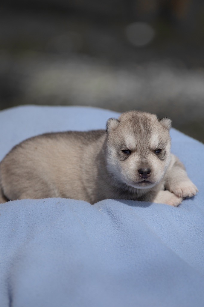 Zorsky - Chiots disponibles - Siberian Husky