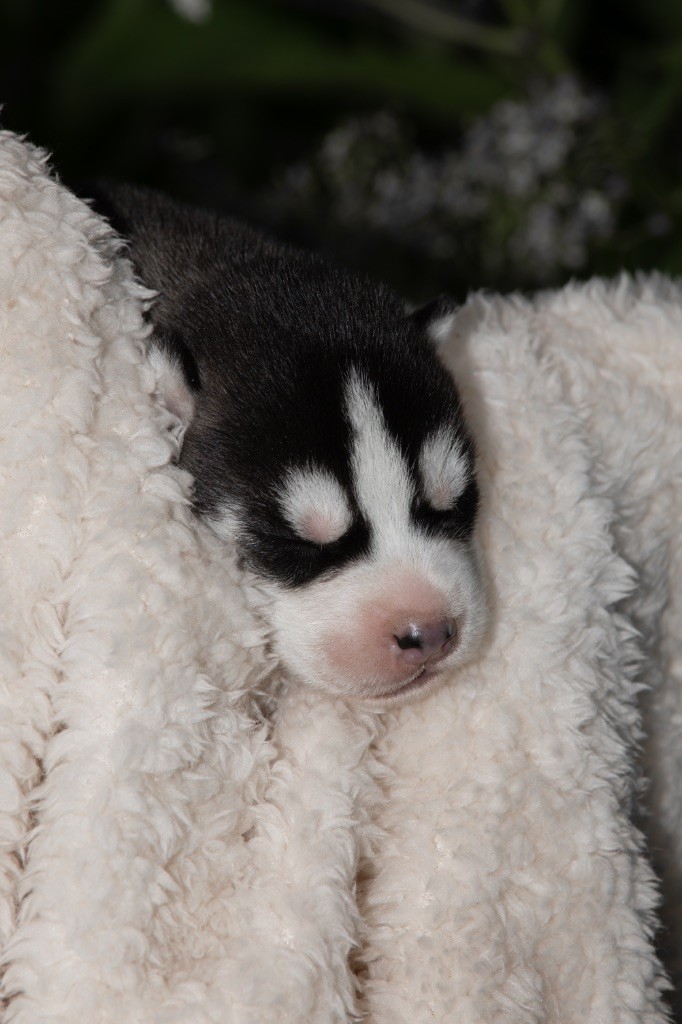 Zorsky - Chiots disponibles - Siberian Husky