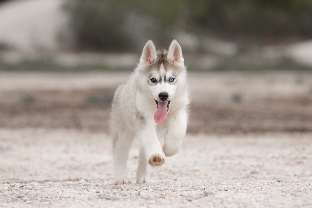 Zorsky - Chiots disponibles - Siberian Husky