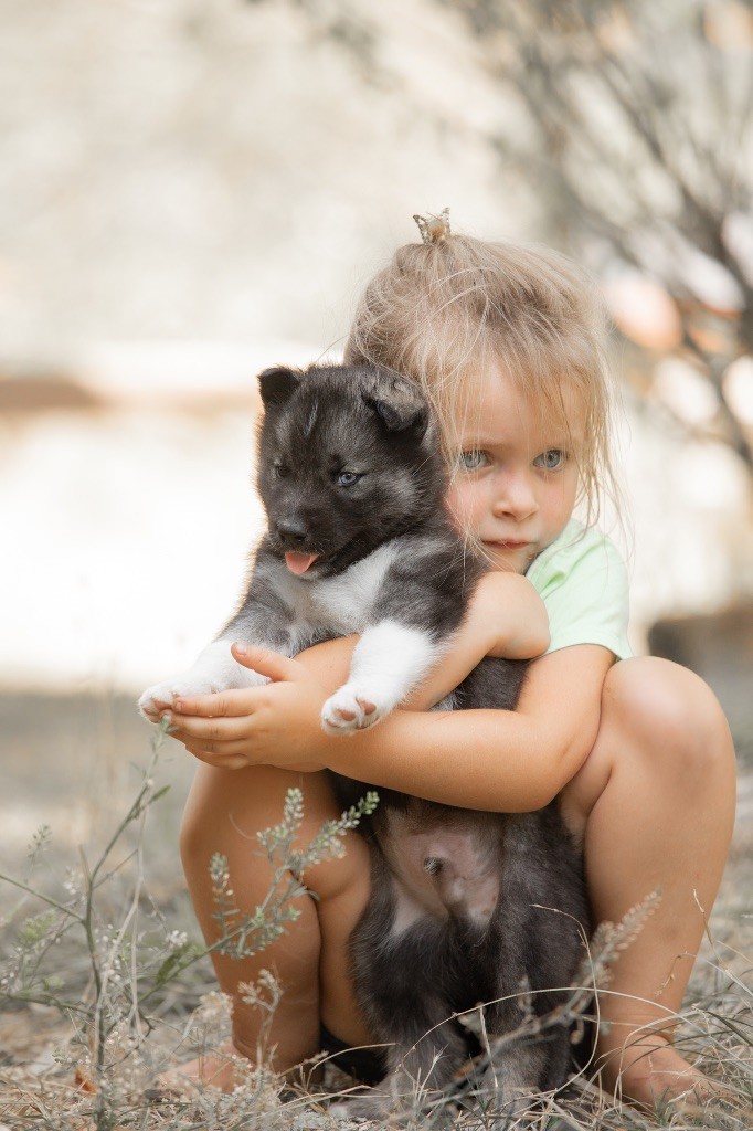 Zorsky - Chiots disponibles - Siberian Husky