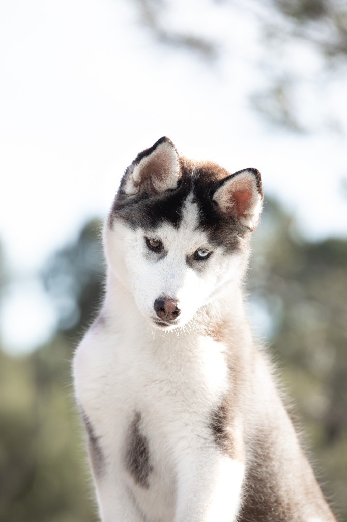 Zorsky - Chiots disponibles - Siberian Husky