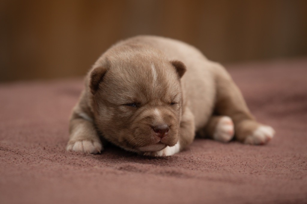Zorsky - Chiots disponibles - Siberian Husky